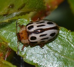 Chrysomela lineatopunctata