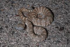 Crotalus stephensi