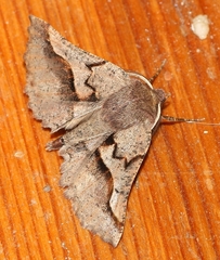 Drepanogynis sinuata