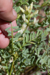 Astragalus bolanderi