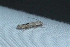 Mompha stellella