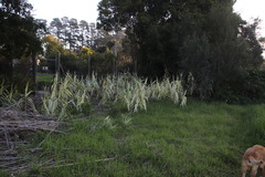 Arundo donax versicolor