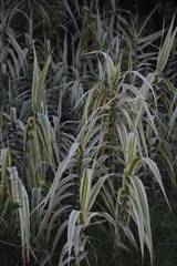 Arundo donax versicolor