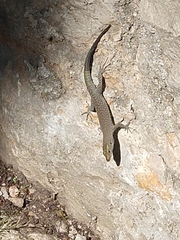 Dalmatolacerta oxycephala