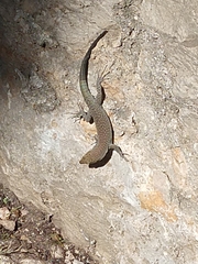 Dalmatolacerta oxycephala