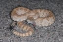 Crotalus stephensi