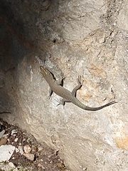 Dalmatolacerta oxycephala