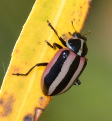 Paranaemia vittigera