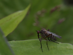 Empis livida