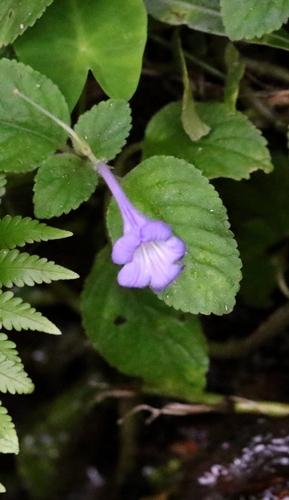 Image of Didymostigma obtusum by no rights reserved