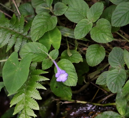 Image of Didymostigma obtusum by no rights reserved