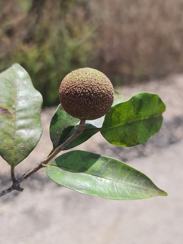 Landolphia myrtifolia, 2024-08-23