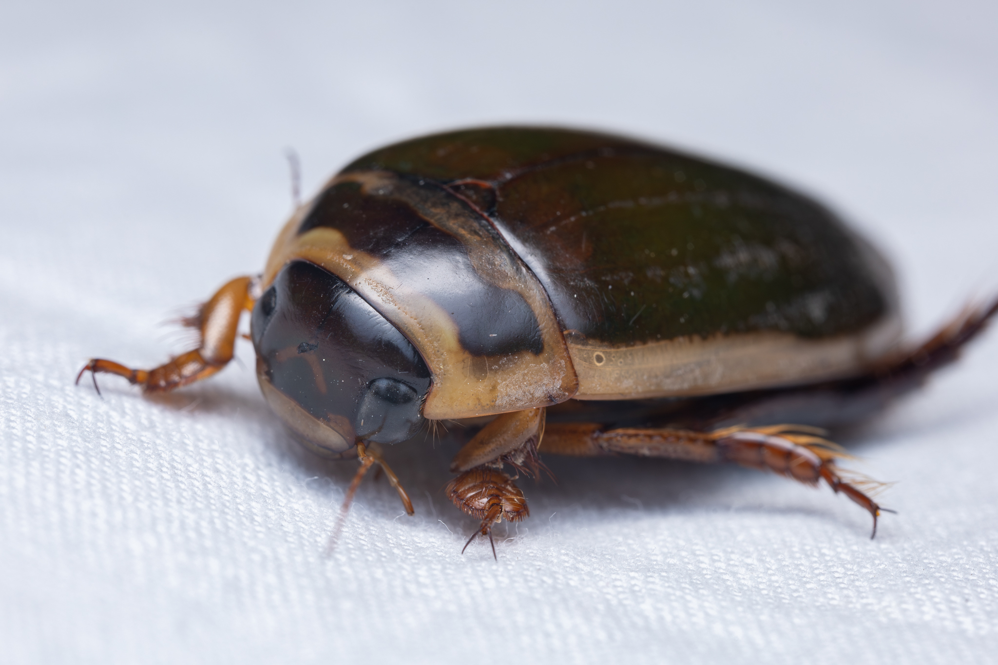 Genus Dytiscus · iNaturalist