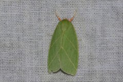 Bena bicolorana