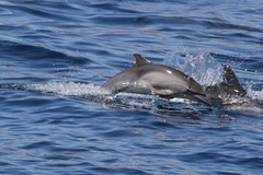 Delphinus