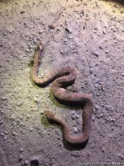 Crotalus oreganus concolor