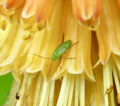 Closterotomus