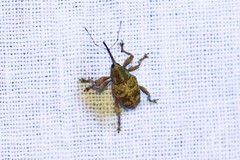 Curculio venosus