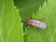 Empis stercorea