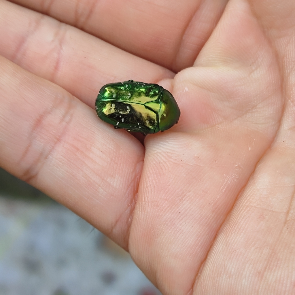 Protaetia nitididorsis