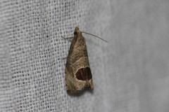 Notocelia uddmanniana