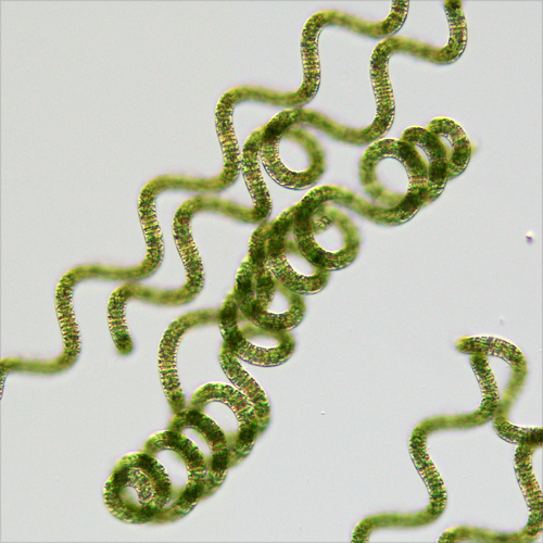 Arthrospira platensis observed 2021-07-02
