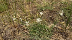 Dianthus arenarius