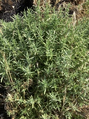 Nitrophila occidentalis