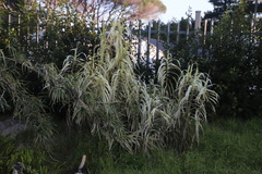 Arundo donax versicolor