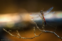 Libellula needhami