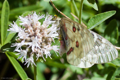 Parnassius clodius