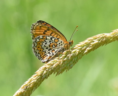 Melitaea arduinna