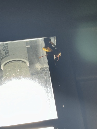 European Hornet photo 6
