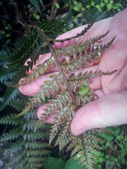 Polystichum neozelandicum neozelandicum