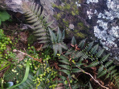 Polystichum neozelandicum neozelandicum