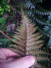 Polystichum neozelandicum neozelandicum