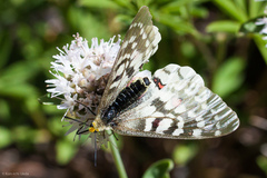 Parnassius clodius