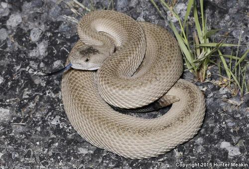 Western Rattlesnake, photo 3 of 10