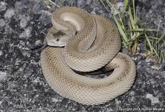 Northern Pacific Rattlesnake photo 3