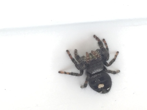 Bold jumping spider
