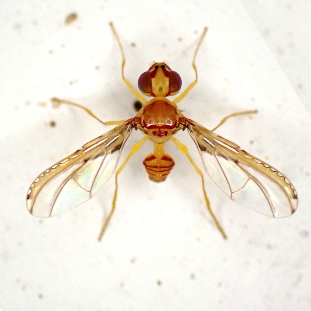 Ctenostylum