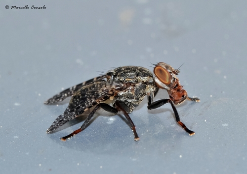 Platystoma lugubre