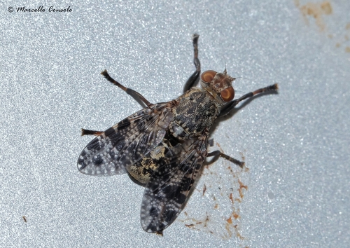 Platystoma lugubre