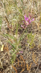 Astragalus varius