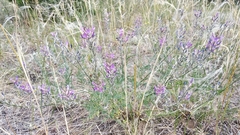Astragalus varius