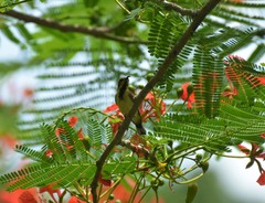 Cinnyris jugularis andamanicus