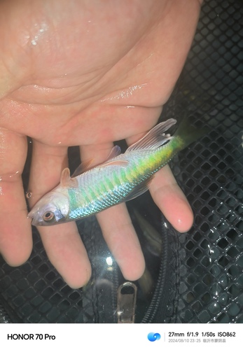 Opsariichthys jishuiensis