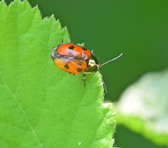Cryptocephalus octopunctatus