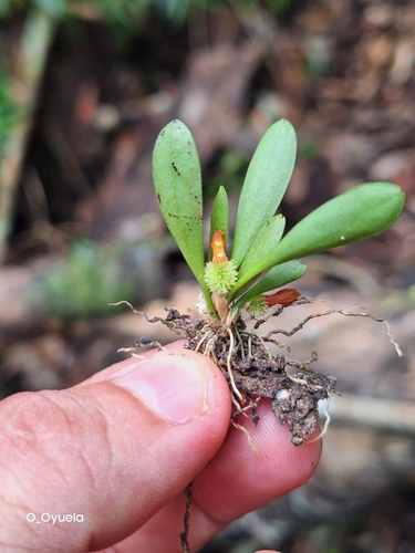 Specklinia tribuloides, photograph 3