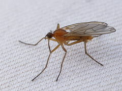Empis stercorea